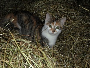 farm cat
