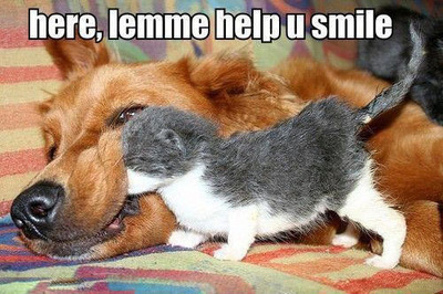 max_400_cat-meme-kitten-tries-to-get-big-dog-to-smile